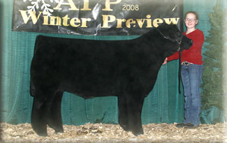 Grand Champion Contenental Heifer 2008 Belt Buckle