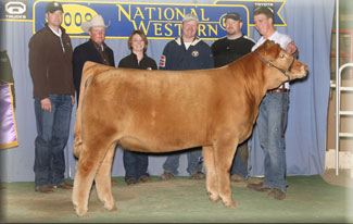Grand Champion Contenental Heifer 2008 Belt Buckle